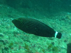 Anampses lineatus
