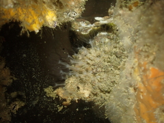 Sarcodictyon catenatum