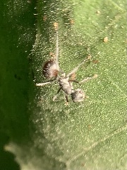 Polyrhachis bicolor