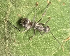 Polyrhachis bicolor