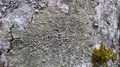 Pertusaria hymenea