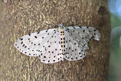 Percnia