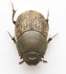 Onthophagus fracticornis