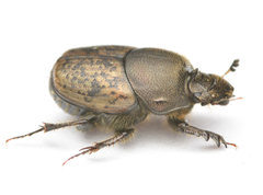 Onthophagus fracticornis