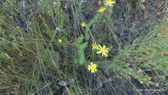 Euryops ursinoides
