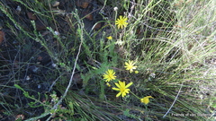 Euryops ursinoides