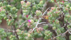 Ruschia cradockensis