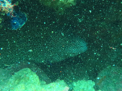 Gymnothorax favagineus