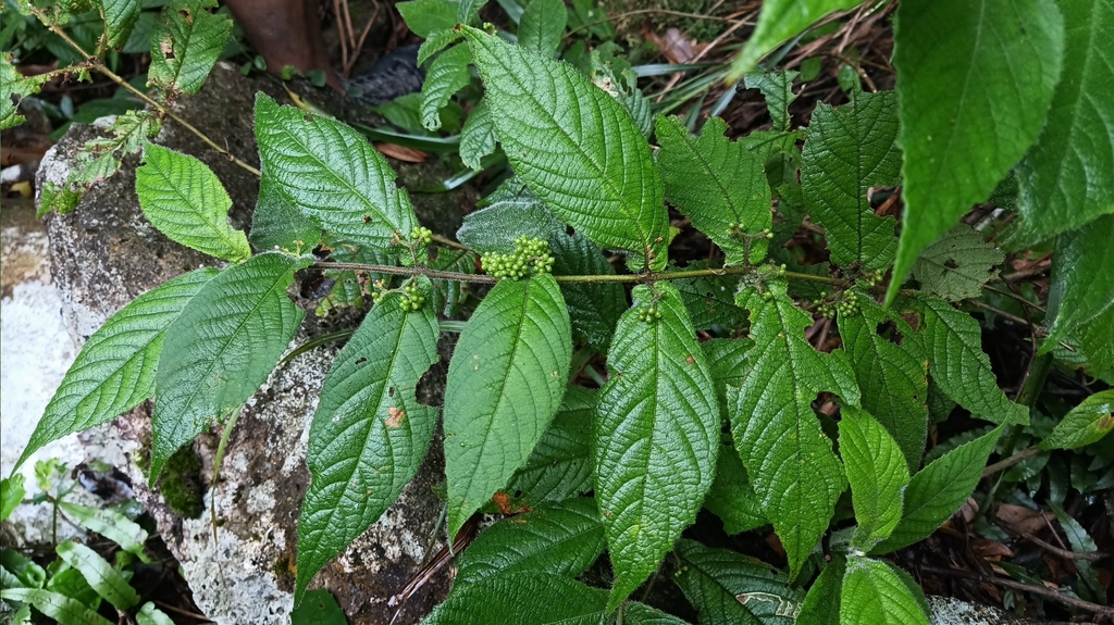 Red Beautyberry