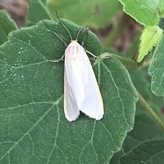 Pygarctia abdominalis