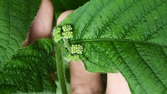 Callicarpa formosana