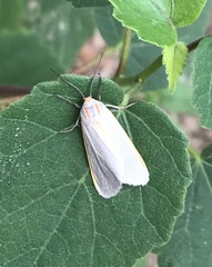 Pygarctia abdominalis