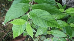 Callicarpa formosana