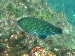 Anampses caeruleopunctatus