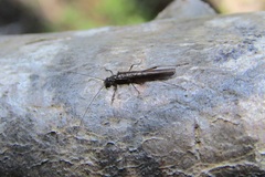 Aphanicercella clavata