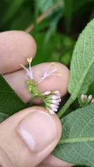 Callicarpa formosana