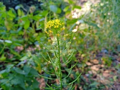 Erysimum cheiranthoides