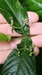 Callicarpa formosana