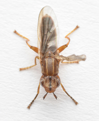 Platycephala planifrons