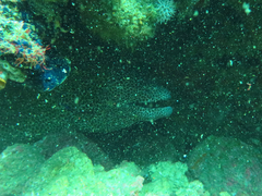 Gymnothorax favagineus