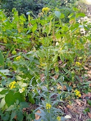 Erysimum cheiranthoides