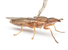 Platycephala planifrons