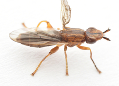 Platycephala planifrons