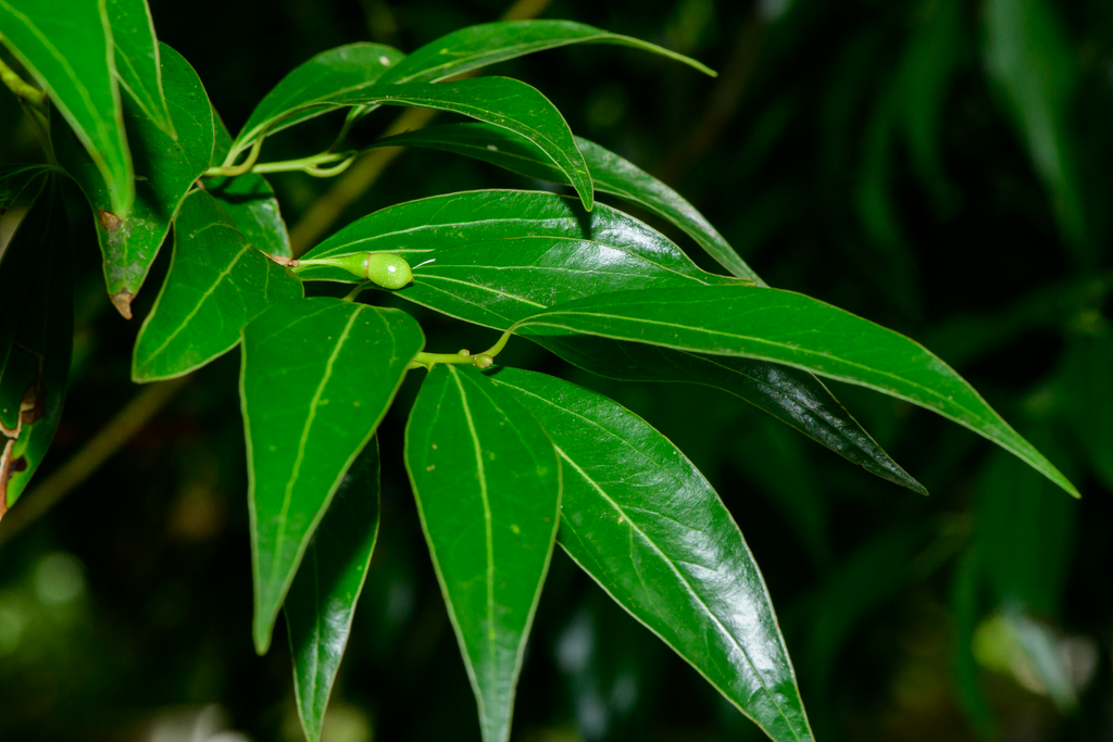 Cinnamomum insularimontanum