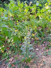 Erysimum cheiranthoides