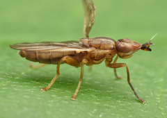 Platycephala planifrons