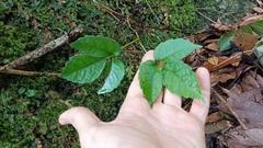 Tetrastigma hemsleyanum