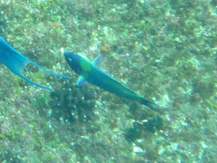 Thalassoma amblycephalus