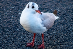 Chroicocephalus ridibundus