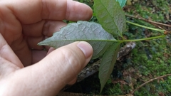 Tetrastigma hemsleyanum