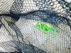 Gampsocleis gratiosa