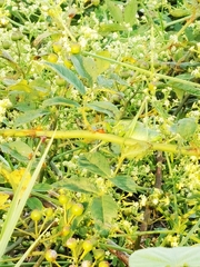 Gampsocleis gratiosa