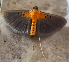 Filodes sexpunctalis