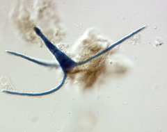 Clavariopsis aquatica