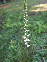 Spiranthes lacera