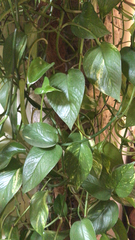 Epipremnum aureum