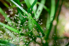 Eragrostis ferruginea