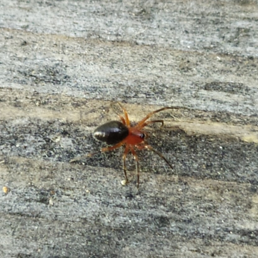 Trematocephalus cristatus