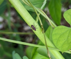 Eudiagogus maryae