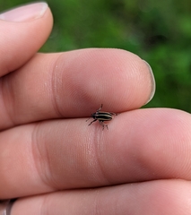 Eudiagogus maryae