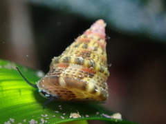 Jujubinus exasperatus