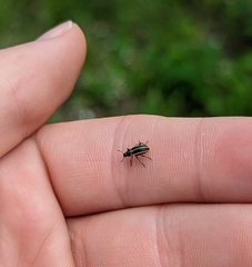 Eudiagogus maryae