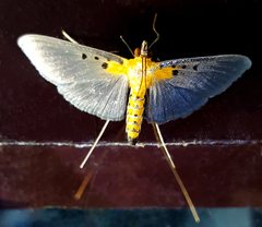 Filodes fulvidorsalis