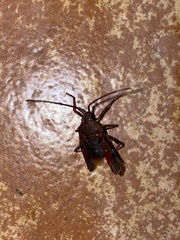 Poecilometis alienus