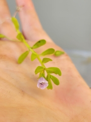 Bacopa monnieri