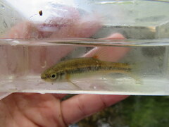 Hemitremia flammea